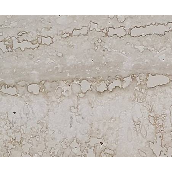 ROMANO CLÁSICO HONED TRAVERTINE 